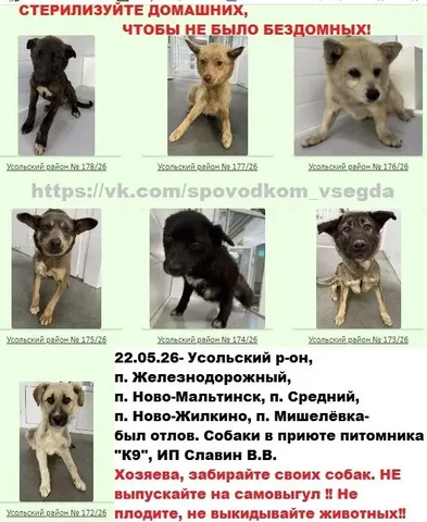 Потерянные собаки из Усольского района находятся в приюте К9 - частное объявление в Иркутск