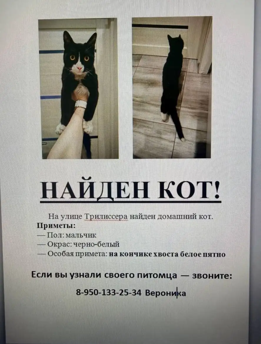 Потеряшка: найден домашний кот - Волонтерский/Найдено животных (Животные) в Иркутск