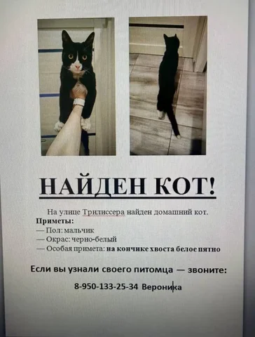 Потеряшка: найден домашний кот - Животные в Иркутск