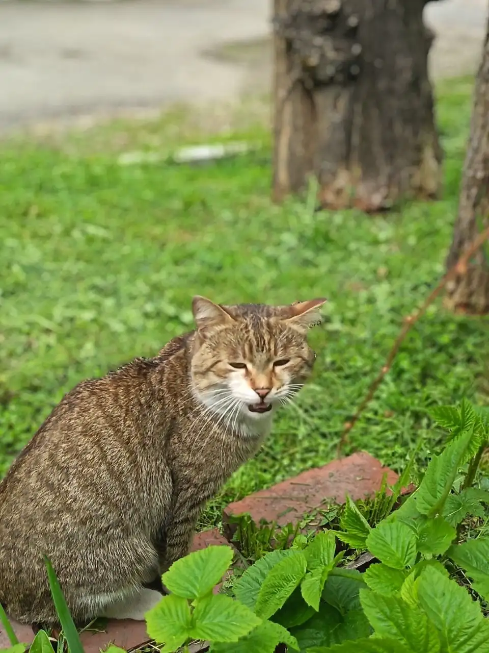 Найден котик мальчик - Кошки (Животные) в Иркутск