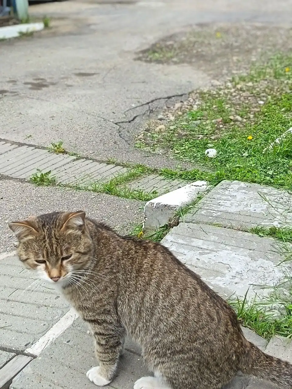 Найден котик мальчик - Кошки (Животные) в Иркутск