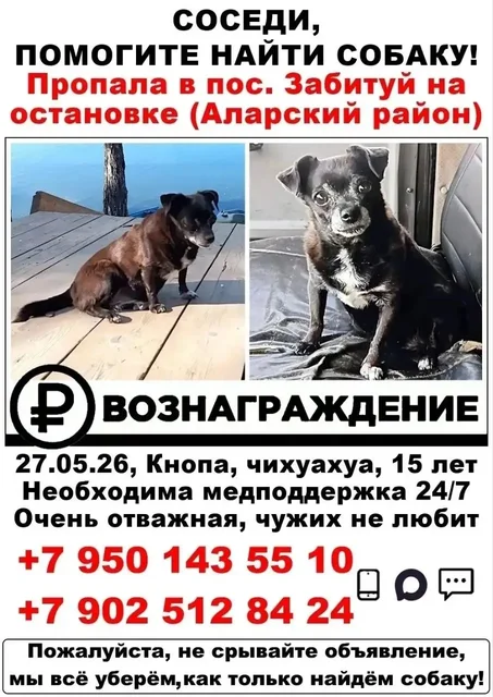 Пропала собачка на остановке Забитуй - Кошки в Неизвестно