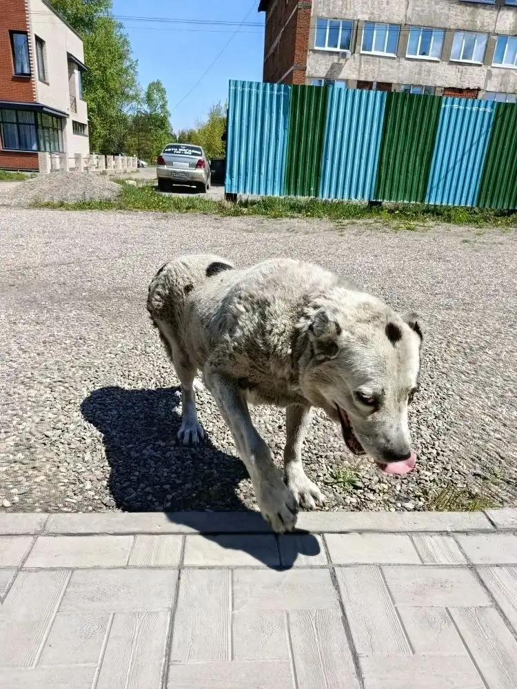 Потерялась собака, предположительно беременная - Потерянные и найденные животные (Животные) в Шелехов