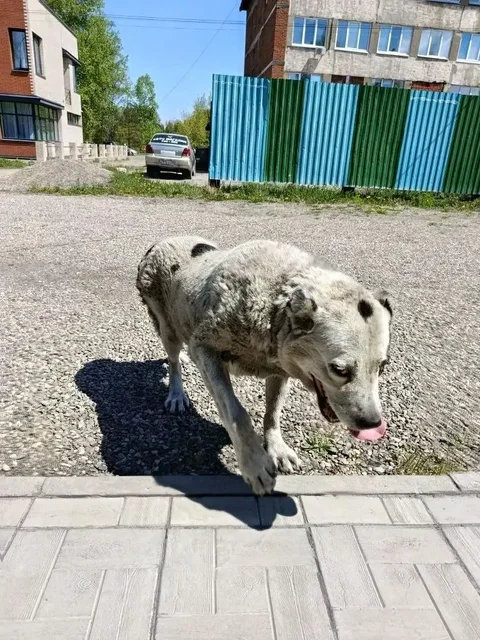 Потерялась собака, предположительно беременная - частное объявление в Шелехов