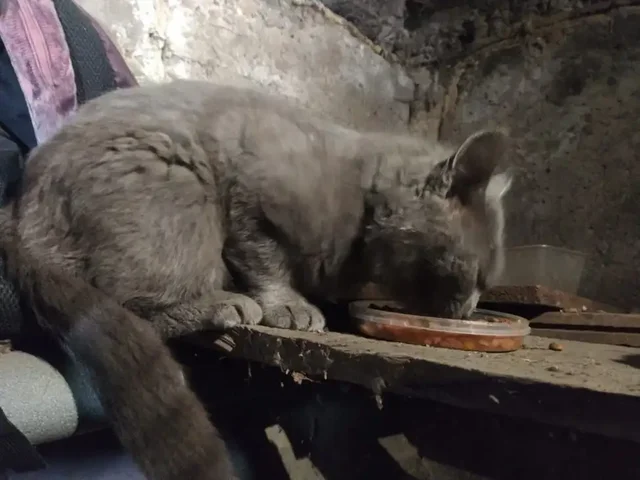 Потерялся кот или кошка, Иркутск - Потеряшки в Иркутск