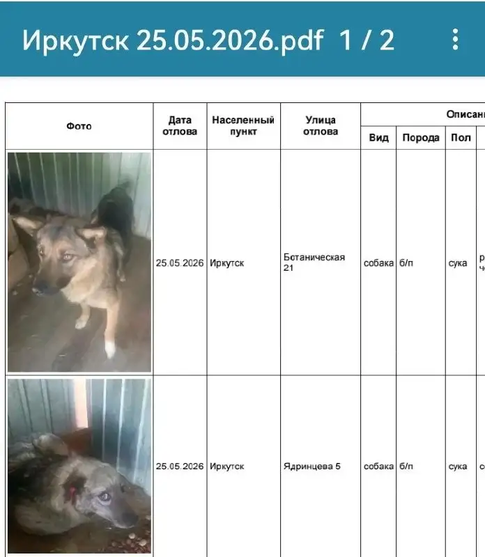 Потерявшиеся собаки в приюте Усолья, Иркутск - Потеряшки (Животные) в Усолье-Сибирское