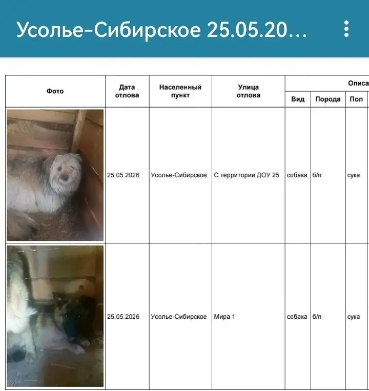 Потерянные собаки в Усолье-Сибирском - Животные в Усолье-Сибирское