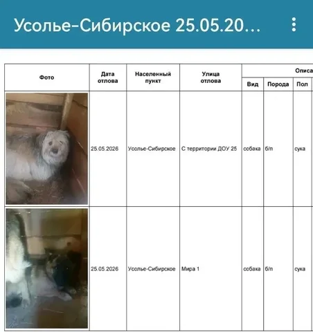 Потерянные собаки в Усолье-Сибирском - Животные в Усолье-Сибирское
