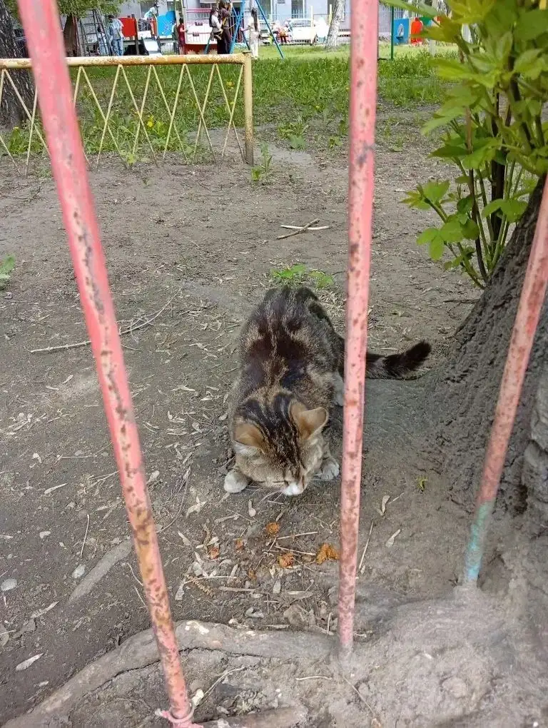 Шатающийся кот во дворе детского сада в Иркутске - Животные в Иркутск