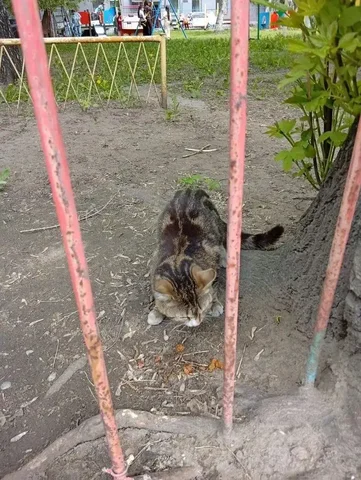 Шатающийся кот во дворе детского сада в Иркутске - Животные в Иркутск