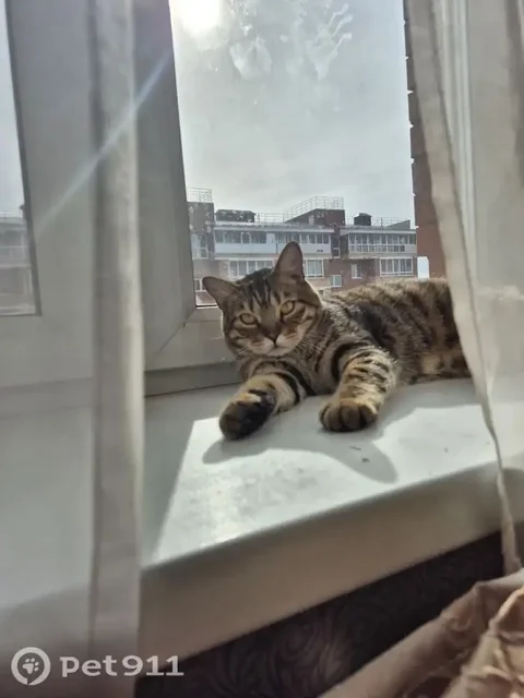 Пропал кот! Награда за информацию - Потеряшки в Иркутск