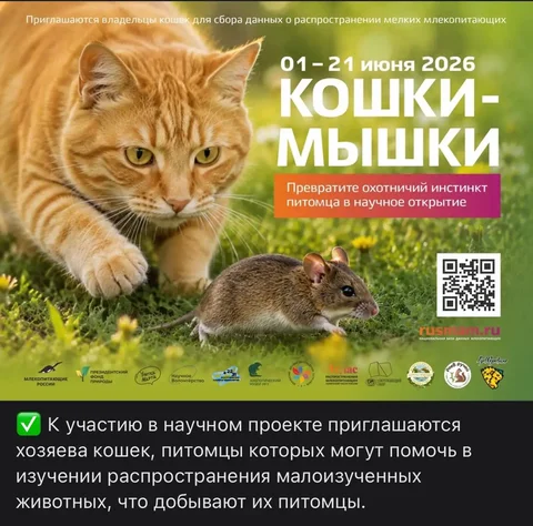 Потеряна кошка в Иркутске - Потеряшки в Иркутск