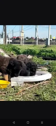 Бесплатные щенки в добрые руки - частное объявление в Оёк