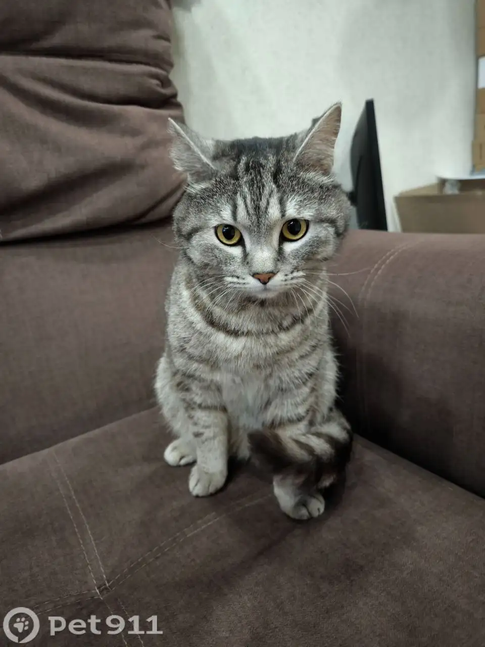 Найден кот в Ангарске - Кошки (Животные) в Ангарск