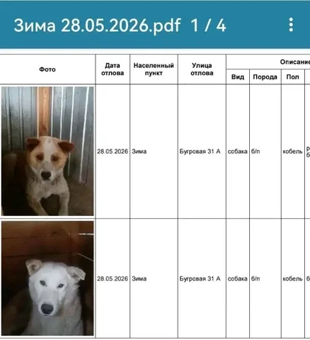 Потеряшка: собака Зима - Пропажа животных в Усолье-Сибирское