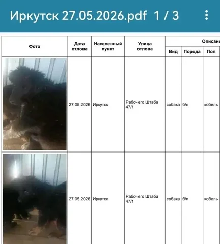 Потерянные собаки в приюте, Иркутск - частное объявление в Усолье