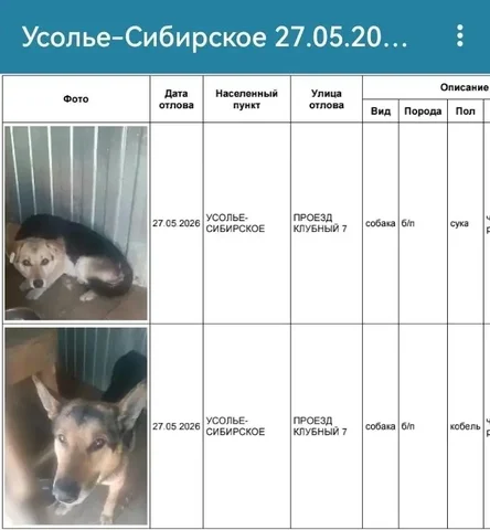 Потерявшиеся собаки в Усолье-Сибирском - Пропажа животных в Усолье-Сибирское