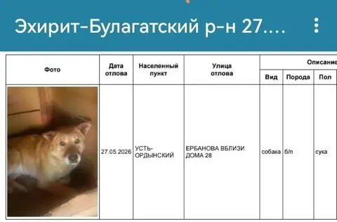 Потеряшки животных в Усть-Ордынском - частное объявление в Усть-Ордынский