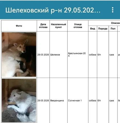 Потерялась собака в Шелехове/Введенщине - Пропажа животных в Усолье-Сибирское