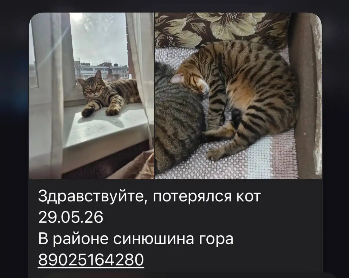 Найдена кошка, не он ли? - Потеряшки (Животные) в Иркутск