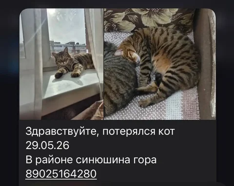 Найдена кошка, не он ли? - Животные в Иркутск
