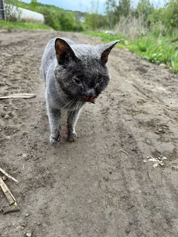 Котенок с диареей ищет дом или передержку - Животные в Иркутск