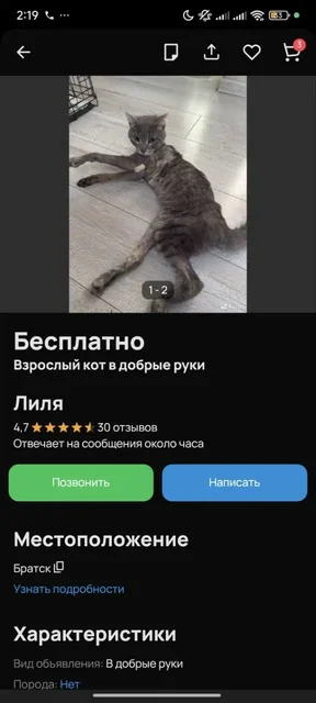 Взрослый кот в добрые руки - Товары для кошек в Красноярск
