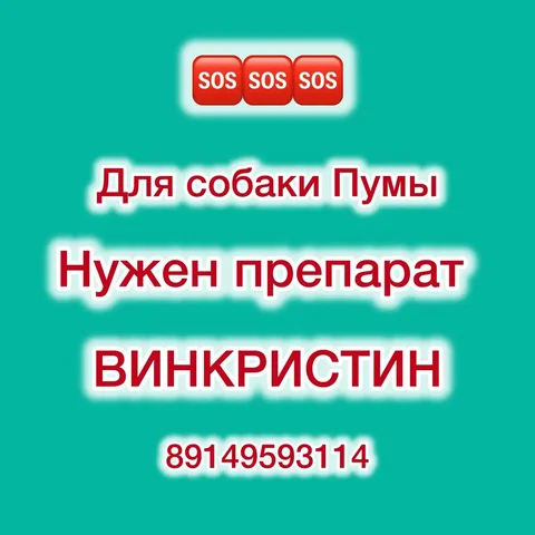Нужен препарат Винкристин для лечения собаки Пумы - Животные в Иркутск