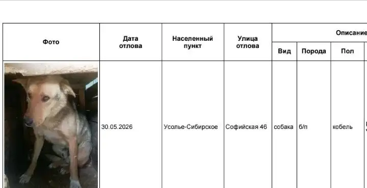 Потерянные собаки в Усолье-Сибирском, ищем хозяев - Потеряшки (Животные) в Усолье-Сибирское