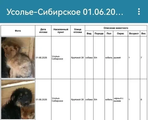 Потерявшиеся собаки в Усолье-Сибирском - Животные в Усолье-Сибирское