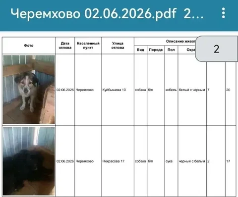 Потерянные собаки в Черемхово - частное объявление в Черемхово