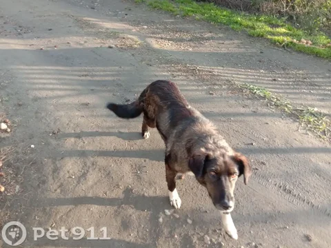 Найдена собака в Ангарске - Свиньи в Ангарск