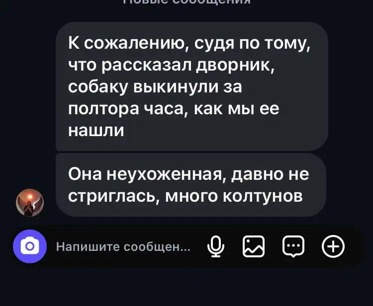 Передержка собак породы питбуль терьер - Передержка (Животные) в Иркутск