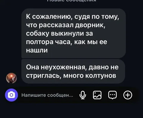 Передержка собак породы питбуль терьер - Животные в Иркутск