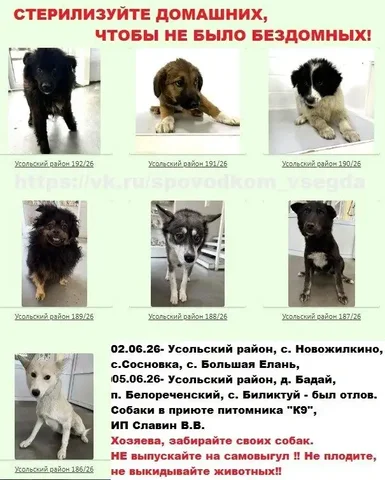 Отлов собак в Усольском районе - хозяева, заберите - Животные в Иркутск