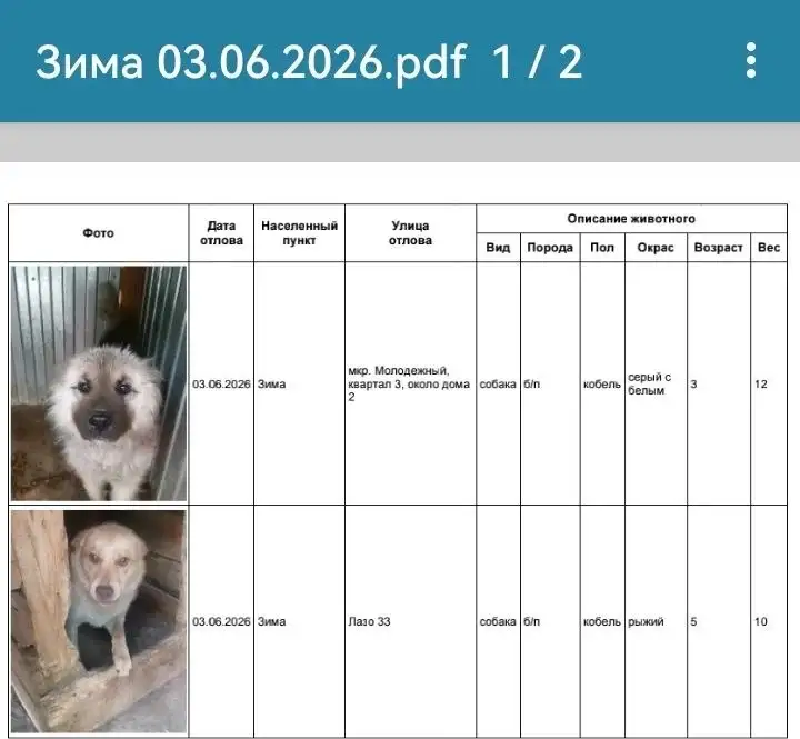 Потерялась собака Зима - Потерянные животные (Животные) в Усолье-Сибирское