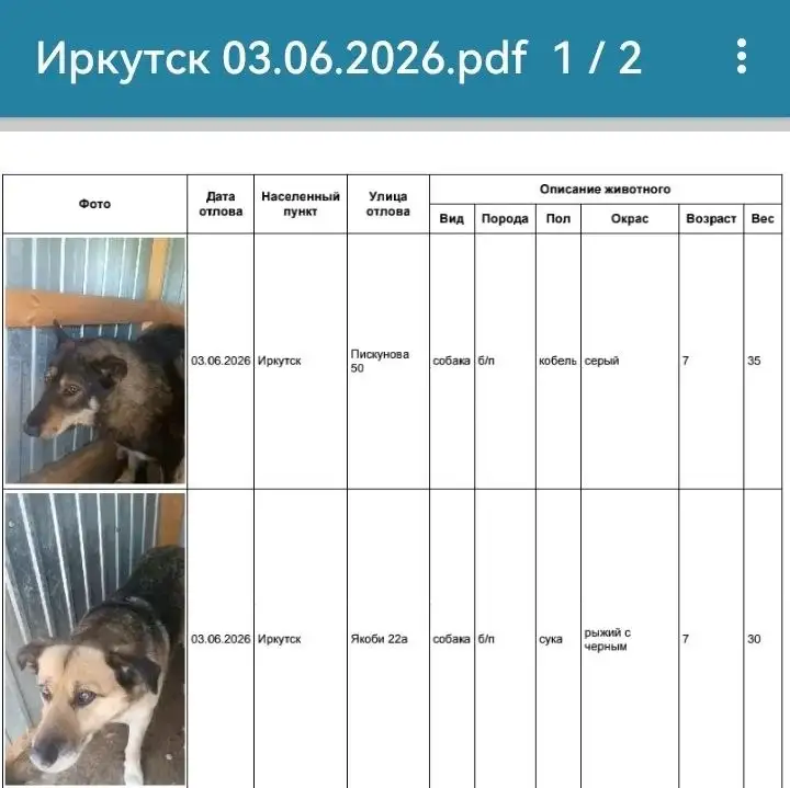Потерянные собаки в Иркутске, находятся в приюте в Усолье - Животные в Иркутск