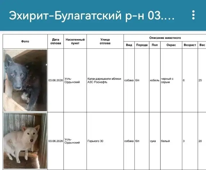 Потерянные собаки в Усть-Ордынском - Животные в Усть-Ордынский