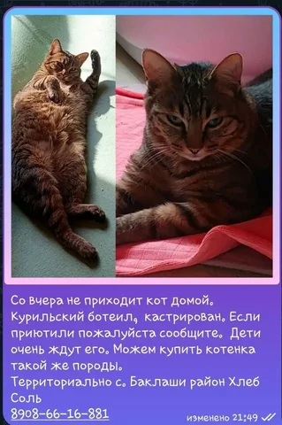 Потерялся кот - частное объявление в Иркутск