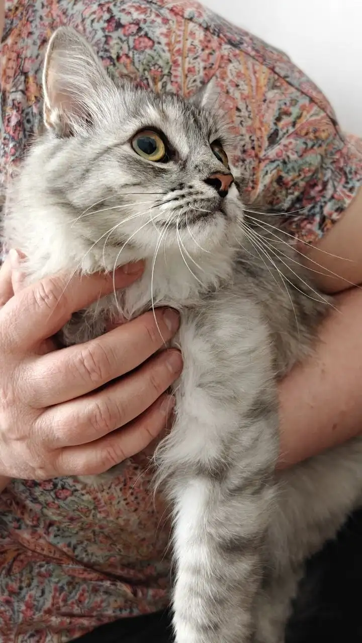 Найдена кошка в районе Дальневосточная, 110, Иркутск - Кошки (Животные) в Иркутск