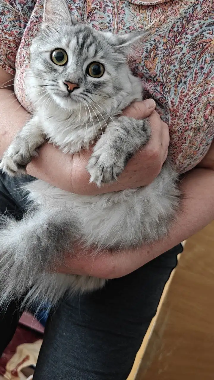Найдена кошка в районе Дальневосточная, 110, Иркутск - Кошки (Животные) в Иркутск