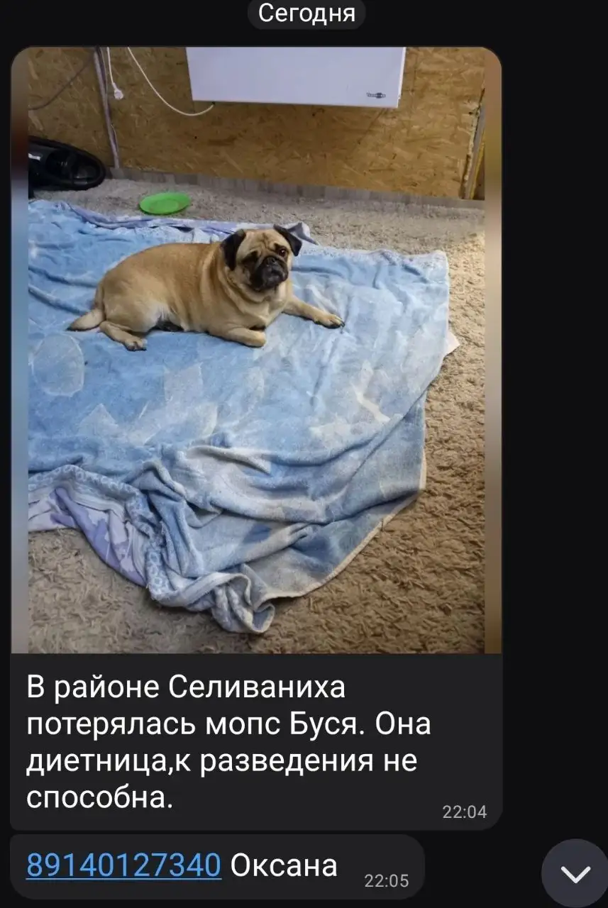 Потерялся мопс Буся в районе Селиванихи - Потеряшки (Животные) в Иркутск