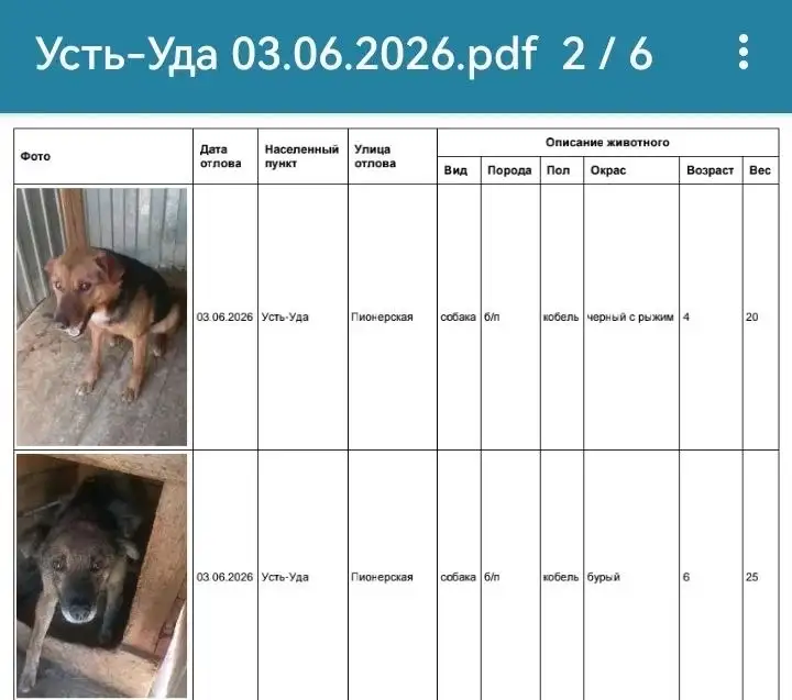 Потерявшиеся собаки в Усть-Уде - Потеряшки (Животные) в Усолье