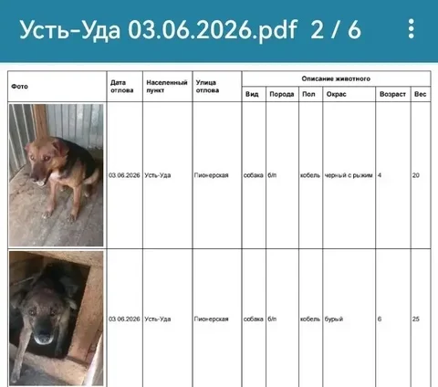 Потерявшиеся собаки в Усть-Уде - частное объявление в Усолье