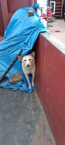 Потерялась собака Тайсон - частное объявление в Грановщина
