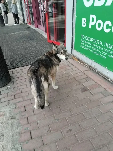 Потерялась собака у ТЦ Версаль - Животные в Иркутск