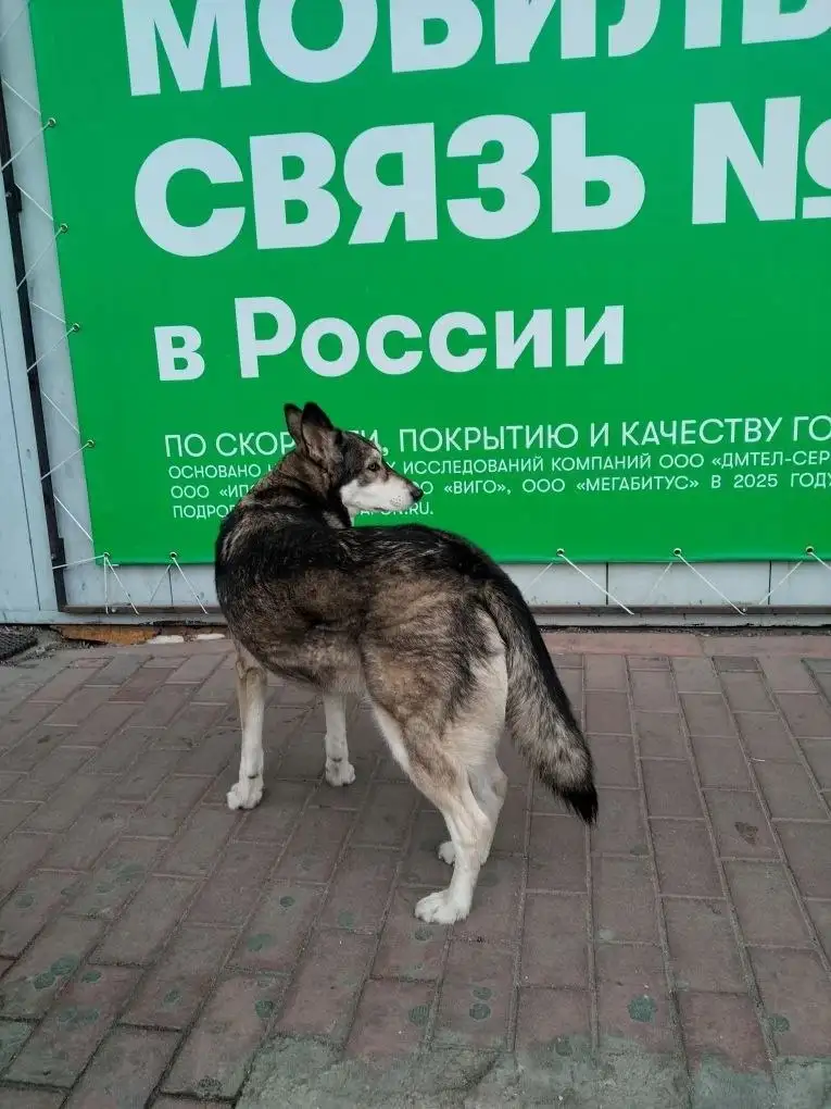 Потерялась собака у ТЦ Версаль - Потеряшки (Животные) в Иркутск