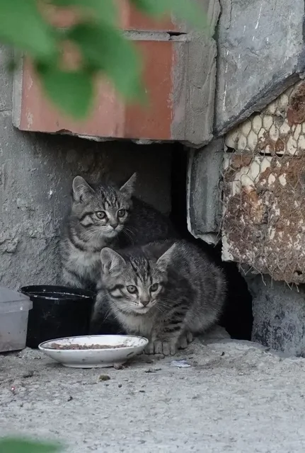 Передержка для кошки с котятами - Животные в Иркутск