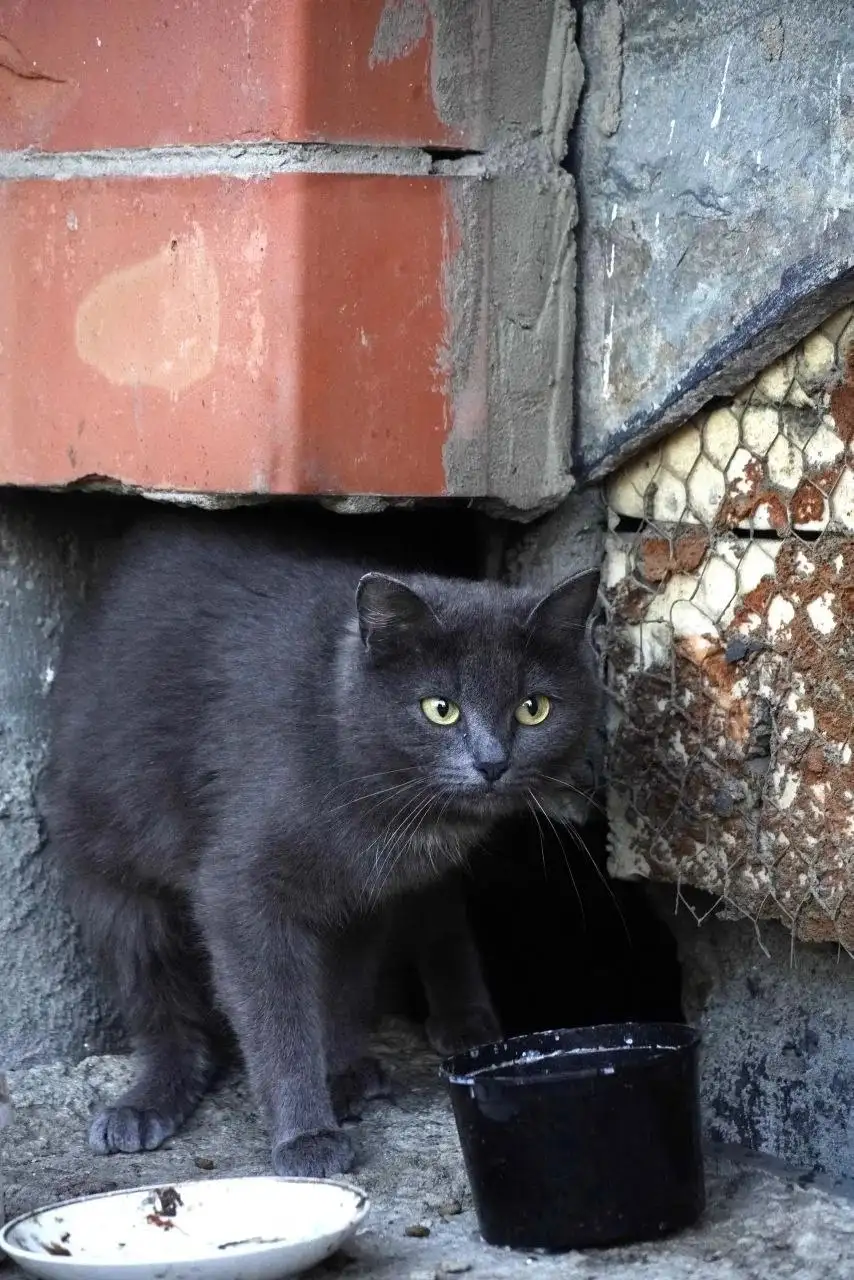 Передержка для кошки с котятами - Кошки, передержка (Животные) в Иркутск
