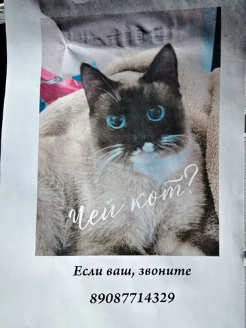 Нашелся котик в Ангарске - частное объявление в Ангарск